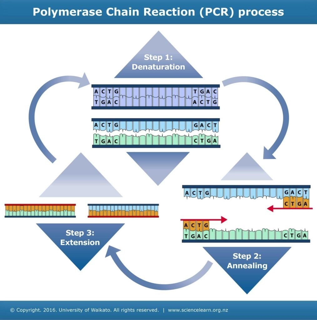 PCR Process