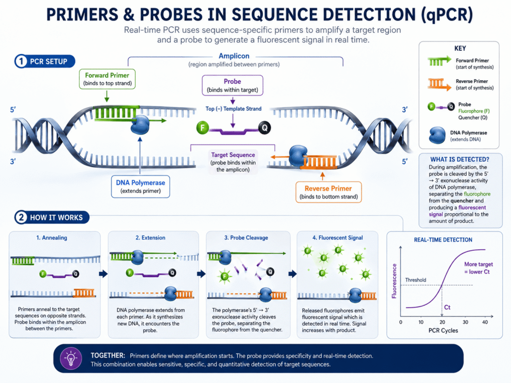 Primers and probes in sequence detection