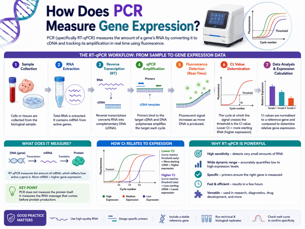 How Does PCR Measure Gene Expression