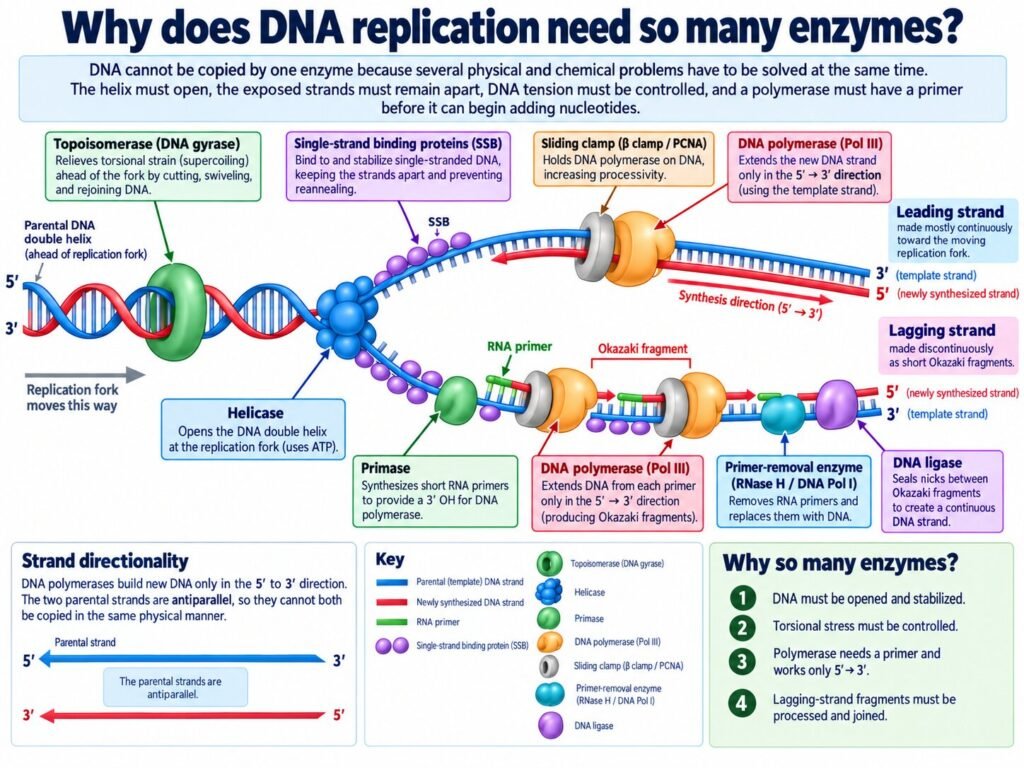 Why does DNA replication need so many enzymes